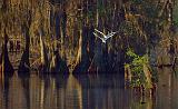 Egret Pair In Flight_45499